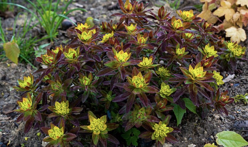 Euphorbia epithymoides (polychroma)  ́Bonfire ́ Kuldne piimalill